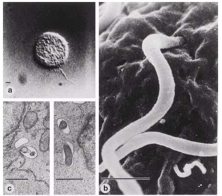 Bb-intracellular Bb-intracellular